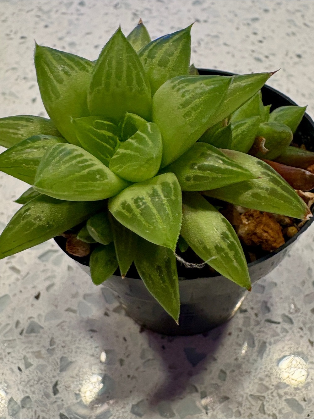 Haworthia Retusa F. Geraldii "Star Cactus" or Glass Leaf Succulent" live plant